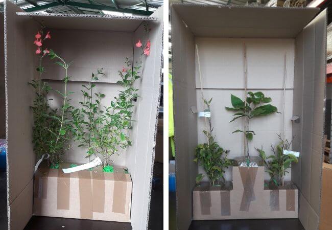 Comment nos plantes sont emballees?