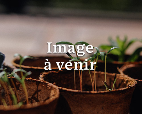 Photo indisponible ACTINIDIA x Kiwhappy® femelle  Cont 2/3 L 