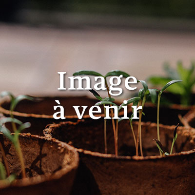 Photo indisponible PRUNUS dulcis Lauranne® (autofertile) 1/2 tige Cont 7/10 L 