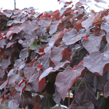CERCIS canadensis Merlot