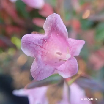 ABELIA grandiflora Edward goucher