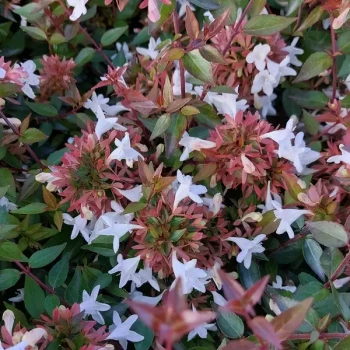ABELIA grandiflora Prostrata