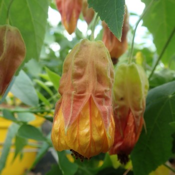 ABUTILON megapotamicum Globosum