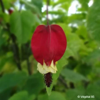 ABUTILON megapotamicum
