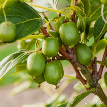ACTINIDIA arguta Issai