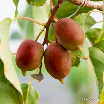 ACTINIDIA arguta Kens red (femelle)