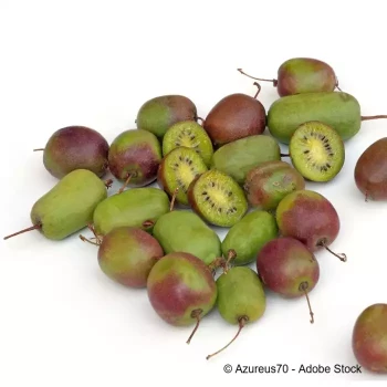 ACTINIDIA arguta Weiki (mâle)