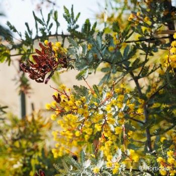 ACACIA baileyana Purpurea