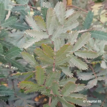 ACACIA baileyana Songlines