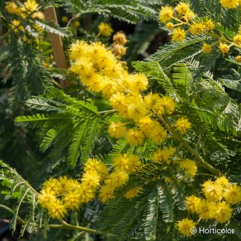 ACACIA dealbata Gaulois astier