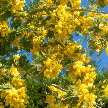 ACACIA dealbata