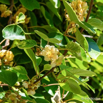 ACTINIDIA deliciosa Belen (mâle)