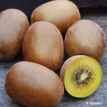 ACTINIDIA deliciosa Golden delight