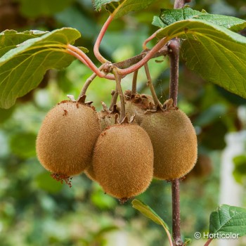 ACTINIDIA deliciosa Hayward
