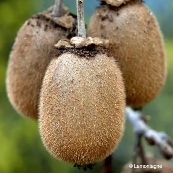 ACTINIDIA deliciosa Solissimo (autofertile)
