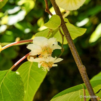 ACTINIDIA deliciosa Tomuri (mâle)