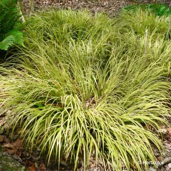 ACORUS gramineus Ogon