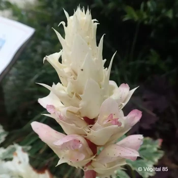 ACANTHUS mollis White water