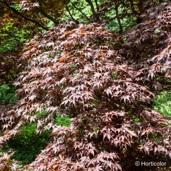 ACER palmatum Bloodgood