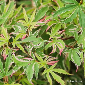 ACER palmatum Butterfly