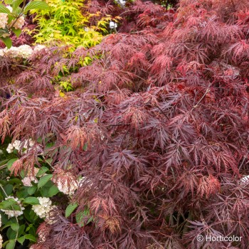 ACER palmatum Paul garnet