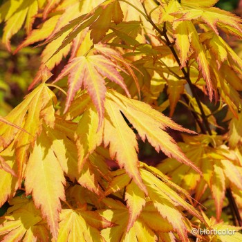 ACER palmatum Orange dream