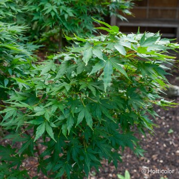 ACER palmatum Sango kaku