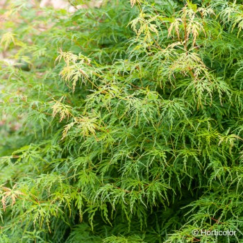 ACER palmatum Seiryu