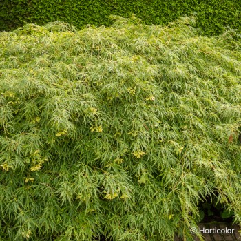 ACER palmatum Dissectum