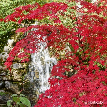 ACER palmatum Osakazuki