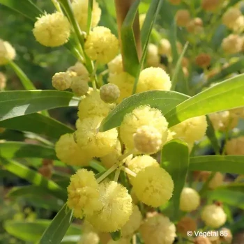 ACACIA retinoïdes Lisette