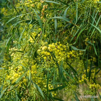 ACACIA retinoïdes