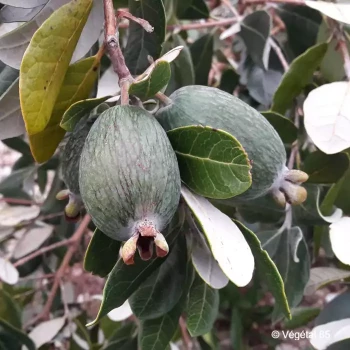 ACCA sellowiana Apollo  Cont 2/3 L 