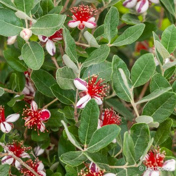 ACCA sellowiana Gemini