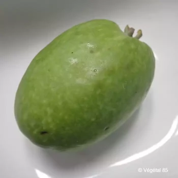 ACCA sellowiana Mammouth  Cont 2/3 L 