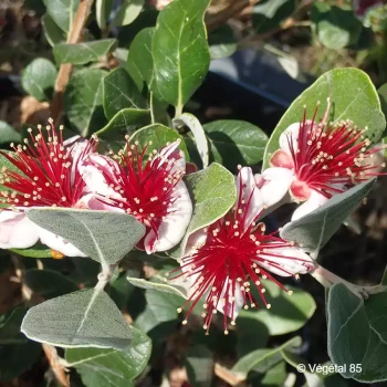 ACCA sellowiana Selection®