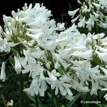 AGAPANTHUS africanus Alba