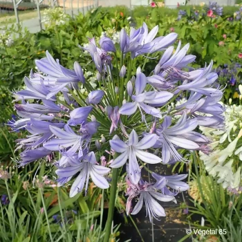 AGAPANTHUS africanus Bleu