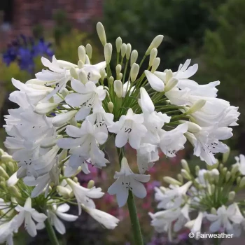 AGAPANTHUS Artic star