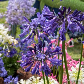 AGAPANTHUS Black pantha
