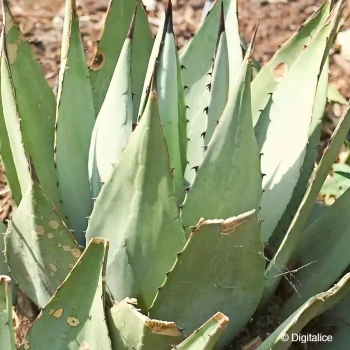 AGAVE chrysantha