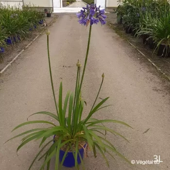 AGAPANTHUS Ever sapphire