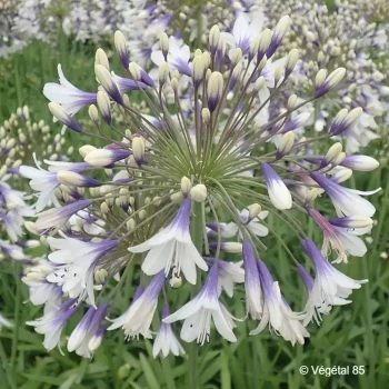 AGAPANTHUS Fireworks