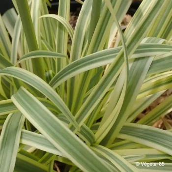 AGAPANTHUS Golden drop