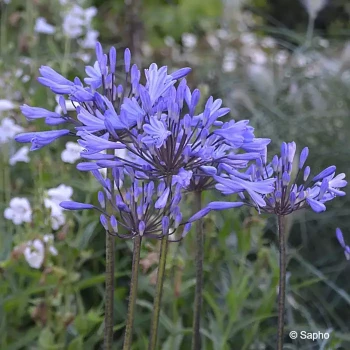 AGAPANTHUS Graphite blue
