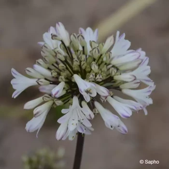 AGAPANTHUS Graphite white