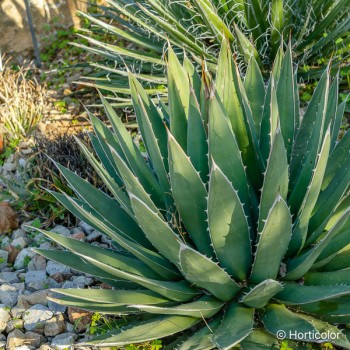 AGAVE horrida