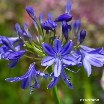 AGAPANTHUS Lapis lazuli
