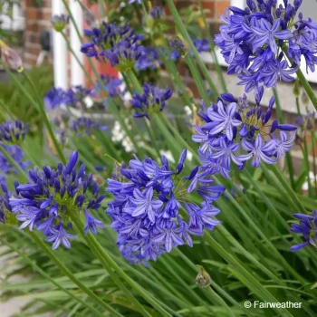 AGAPANTHUS Northern star