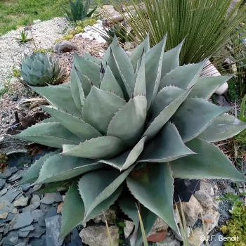 AGAVE ovatifolia